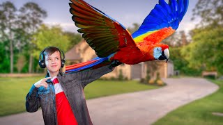 Why You Should Not Bring Scarlet Macaws In Your Home!