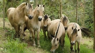 Lindos Cavalos raça Norwegian Fjord Horse / Pedra Azul - ES