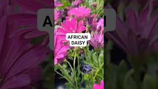 #flowers #assorted #colors of African daisy