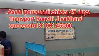 Aseel peruvedai chicks 45 days old chicks transport Ranchi Jharkhand successful 8103145060