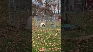 Deer Gets Stuck In Open Pen 😲 #shorts #animals