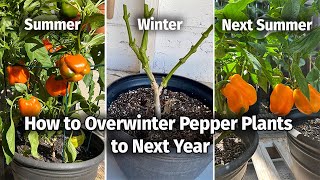 How to Keep and Overwinter Pepper plants to Grow and Fruit Next Year