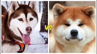 Husky siberiano vs Akita ¿cual es mas PODEROSO?