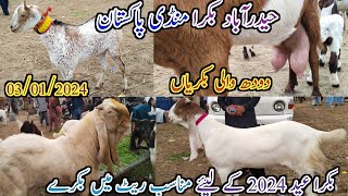 Hyderabad Bakra mandi | Latest update today | patari milking | Bakra Eid 2024 | date 03/01/2024