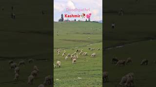 kashmir trip #kashmir #summer #viral #ytshorts #shorts #pahalgam #srinagar