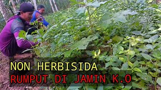 100% AMAN BASMI RUMPUT/ GULMA TANAMAN PORANG