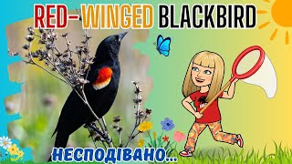 Red-winged Blackbirds.🇨🇦Дрозди червонокрилі.