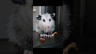 Opossums Are Very Misunderstood #opossums