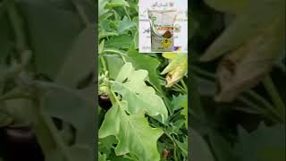 Results of Ultrasol Antistress at Vegetable Crops are Amazing | Brinjal crop Kissan Ghar | Swat Agro