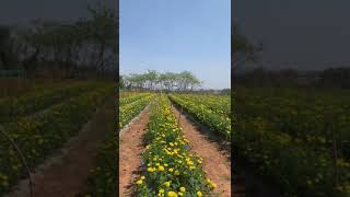 Marigold garden