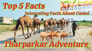 The Incredible World Of Camel Gymnasticcs | World Biggest Camel in world | Tharparkar Adventure