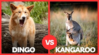 Dingo vs. Kangaroo - Who Reigns Supreme in Australia's Wild Kingdom?