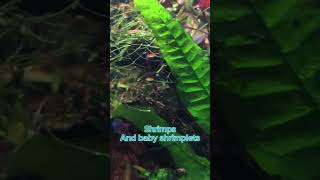 Planted aquarium with red cherry shrimps and shrimp babies shrimplets