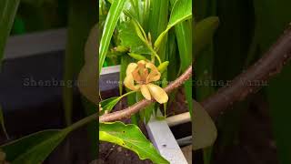 Shenbagam flower l Champa l செண்பகம் | செண்பகப்பூ | Terrace Garden l Gardener Vinu