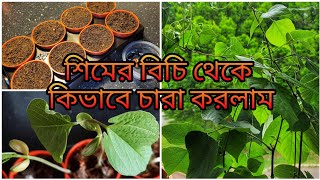 Fastest Method to Sprout Hyacinth Beans || Growing Bangladeshi Shim/ Uri || Shokher Bagan UK 2023