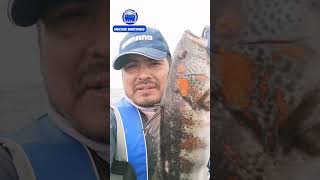 #pesca de #cabrilla con #vinilo