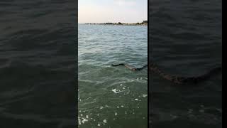 Massive 8ft Diamondback Rattler Swimming in St Augustine, Florida