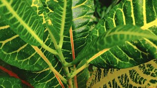 🌿Gorgeous FOLIAGE 3. Each young leaf virtually becomes a flower. 💚 #plants #juliardbotanical