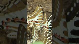 Spot-Sword tail mud puddling| #indianwildlife #nature #butterfly #wildlife