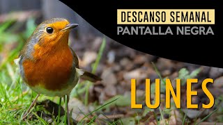 LUNES | Sonidos de la mañana, pájaros cantando | Descanso semanal | Pantalla negra