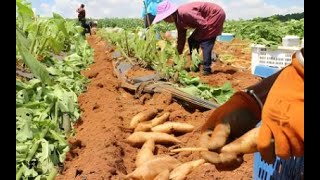 The Life Cycle of Snow Lotus Fruit | Modern Agricultural Planting and Harvest of Jerusalem Artichoke