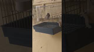 Moineau du japon chant du mâle | zebra finch | finch aviary