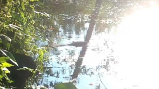 Beaver enjoying sunny summer evening