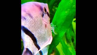 #angelfishbreeding #highlights #trendingshorts #1m #viralvideo #trendingreels #reelsindia #aquarium