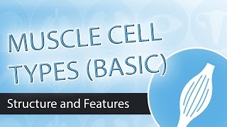 Muscle Cell Types (Basic)