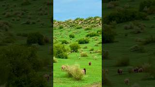 Goats & sheep Achro Thar #trending  #shorts  #short  #viralvideo