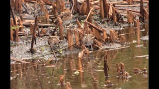 Funniest bird with a bumpy walk - The jack snipe - The jack snipe - Becațină mică