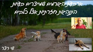 4 הגורמים  שמייצרים בעיות התנהגות חזרתיות אצל כלבים