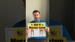 📚GCSE PE📚 The Muscular System #youtubeshorts #video #education #exam #revision #physicaleducation