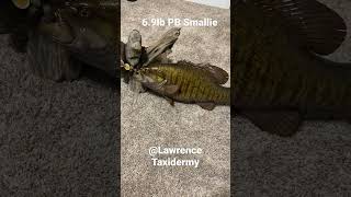 My PB Smallmouth Replica Mount | Lawrence Taxidermy #bassfishing #taxidermy #smallmouth