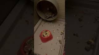 4 1/2 Year Old Hamster Rizz’n