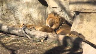 Lion Love at the Zoo