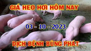 Giá Heo Hơi Hôm Nay 3-10: Đứt Gãy Hệ Thống Thú Y Cơ Sở, Khó Kiểm Soát Dịch Bệnh | #NóngPlus