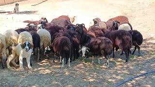 dairy sheep farm 🐏 αρνάδες Λέσβου και ντόπιες