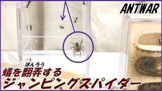 蟻戦争Ⅲ＃78 2000匹のアリを翻弄するジャンピングスパイダー。編～2000 ants vs jumping spider～