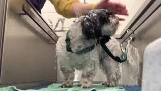 Shih Tzu Bichon Gets a Bath