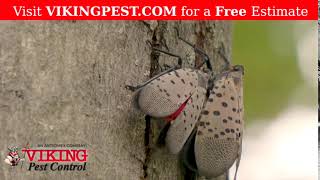 Invasive Species Alert: Spotted Lanternflies