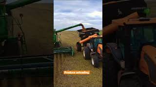 Wheat harvesting and produce unloading #toptrandingshorts #reels #shorts #tractor #viralshorts