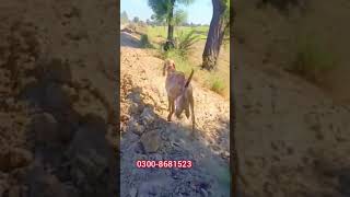 #short | shorts video | shorts | goat farming | @joyia goat farm