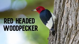 Quest for the Red Headed Woodpecker in San Francisco