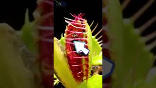 Venus Flytrap | Plant That Eats Bugs | #venusflytrap #amazingnature #youtubeshorts #shorts