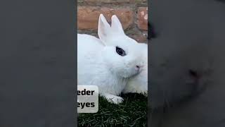 Most beautiful rabbit # natural eyes #youtubeshorts #ghazal #animal #cute #bunnys