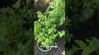 My garden tour part 2 #usa #ytshorts #gardening #soultouchgarden #@ramyasworld8259