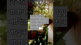 ঢাকার বাসায় বারান্দায় বসে ঘুঘু পাখির ডাক! কান পাতুন শুন্তে পারবেন। #shorts