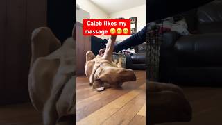 Caleb  says more massage please mommy😀#viralshort #puppy #viralvideo #viral_video #trend #trending