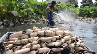 The Life Cycle of Lotus Root | Modern Agricultural Cultivation and Harvest of Lotus Root